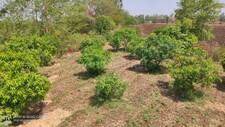 Farm House In Bhopal Farm House For Sale In Bhopal Homeonline