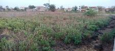 Commercial Land in Naya Raipur