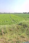 Agricultural Land in Bicholi Mardana