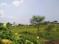 Residential Plot in Bhauri