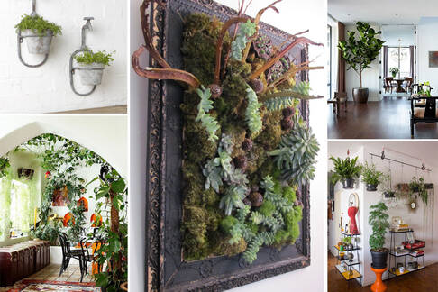 Home Indoor Plants Decoration Ideas